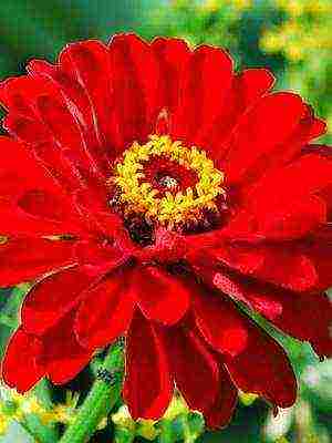 the best varieties of zinnias