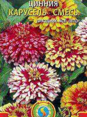 the best varieties of zinnias