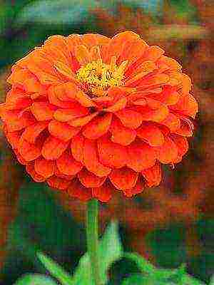 the best varieties of zinnias