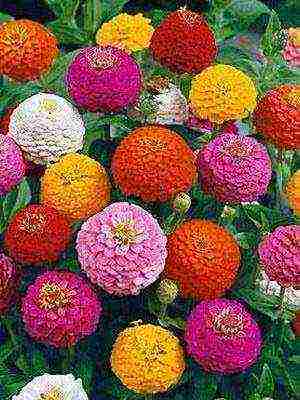 the best varieties of zinnias