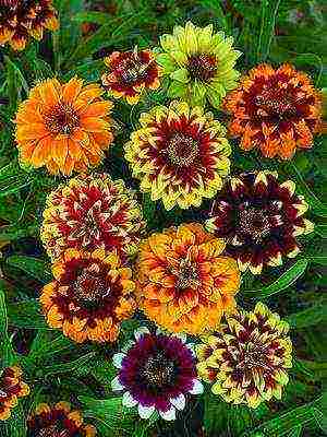 the best varieties of zinnias