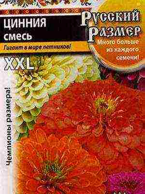 the best varieties of zinnias