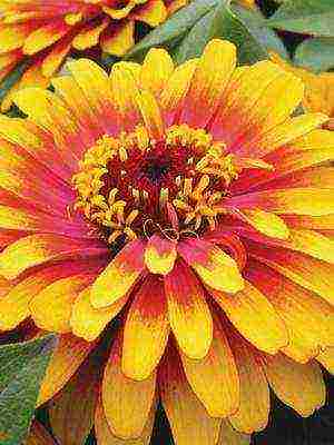 the best varieties of zinnias