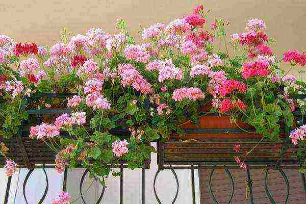 the best varieties of zinnias