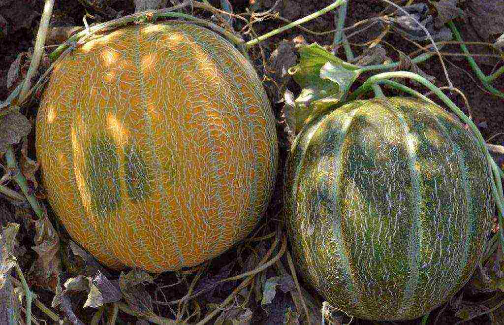 the best varieties of melons