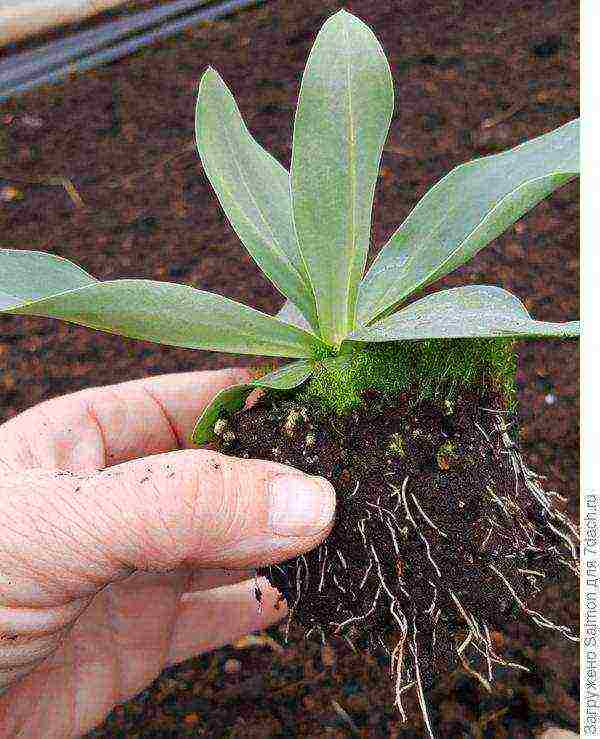 the best varieties of eustoma