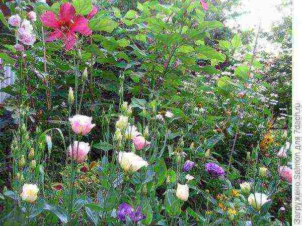 the best varieties of eustoma