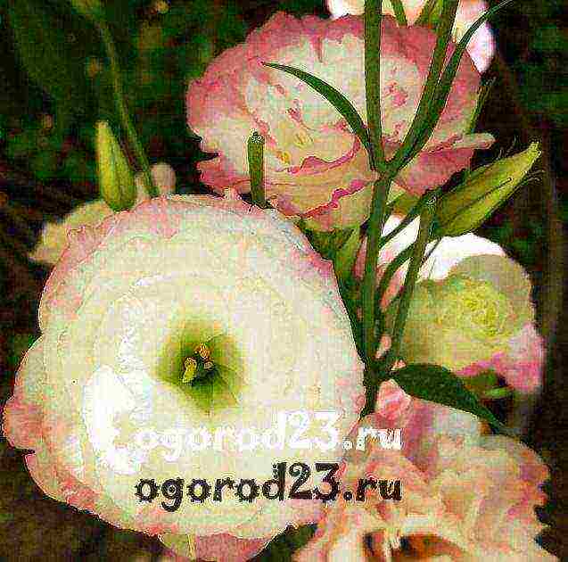 the best varieties of eustoma