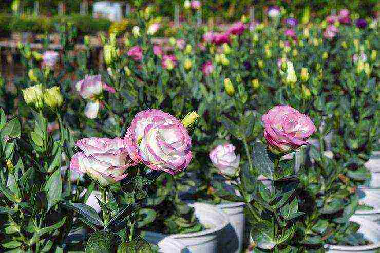 the best varieties of eustoma