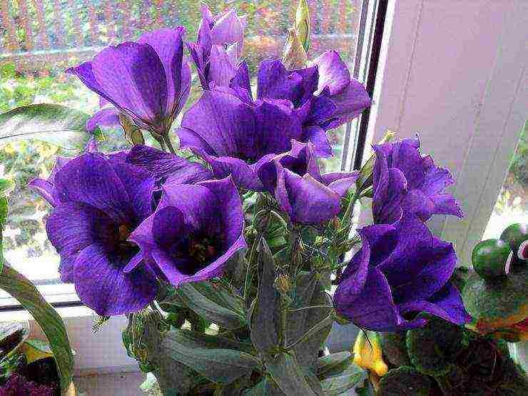 the best varieties of eustoma