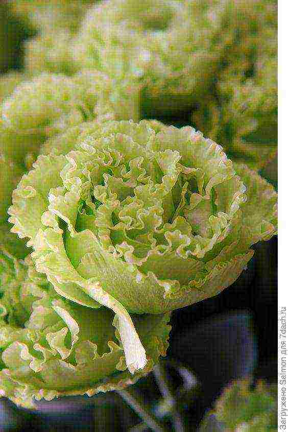 the best varieties of eustoma