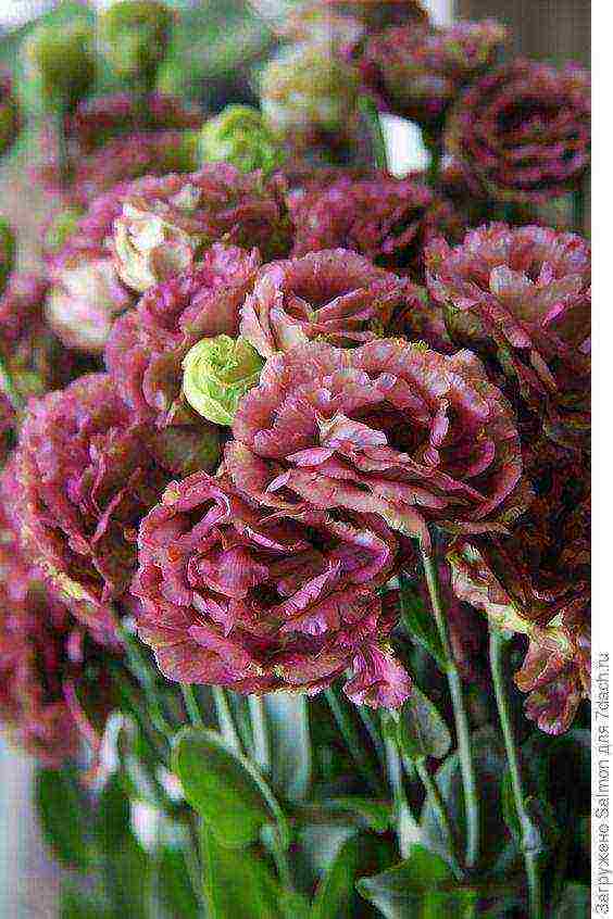 the best varieties of eustoma