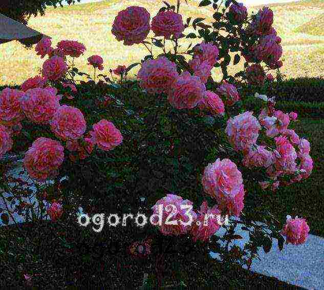 أفضل أنواع floribunda