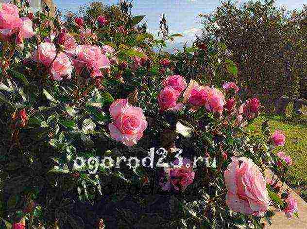 أفضل أنواع floribunda