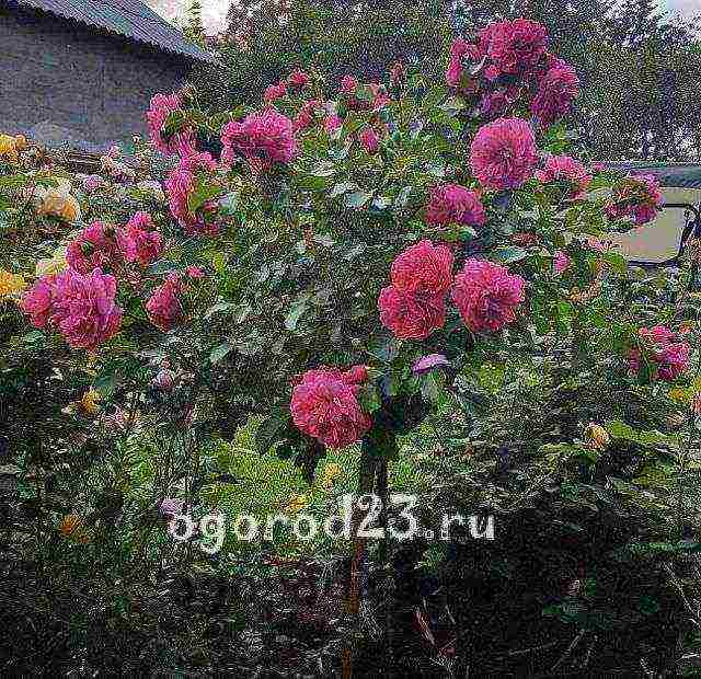 أفضل أنواع floribunda