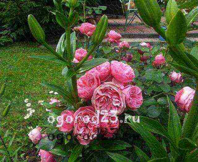 أفضل أنواع floribunda