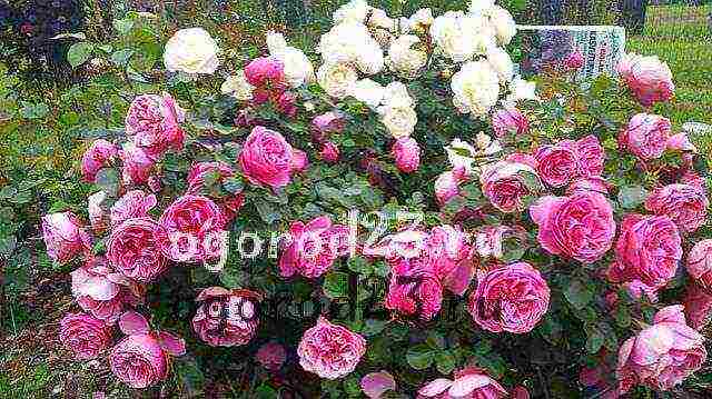 أفضل أنواع floribunda