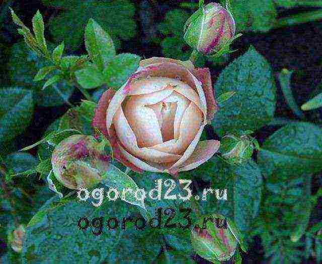 أفضل أنواع floribunda