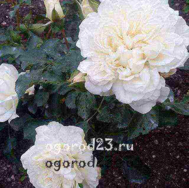 أفضل أنواع floribunda