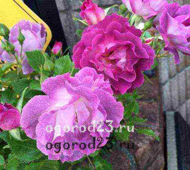 أفضل أنواع floribunda