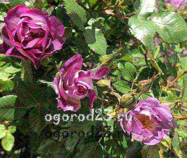 أفضل أنواع floribunda