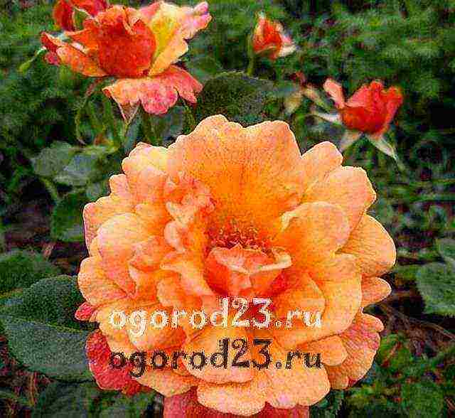 أفضل أنواع floribunda