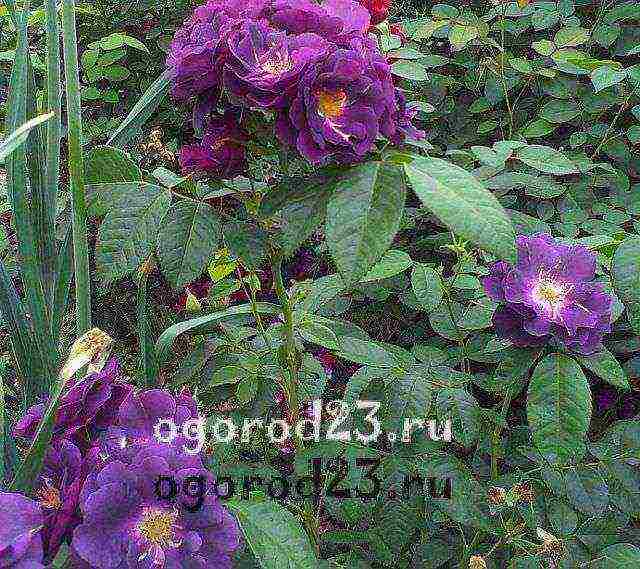 أفضل أنواع floribunda