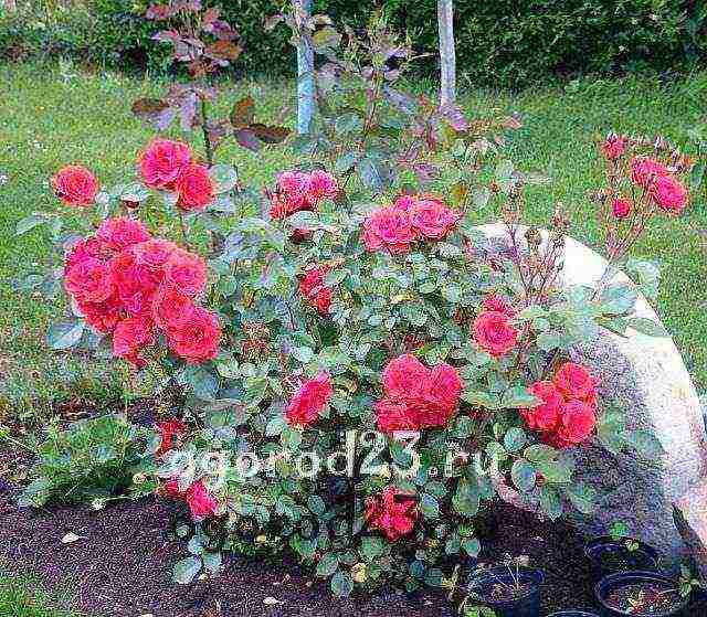 أفضل أنواع floribunda