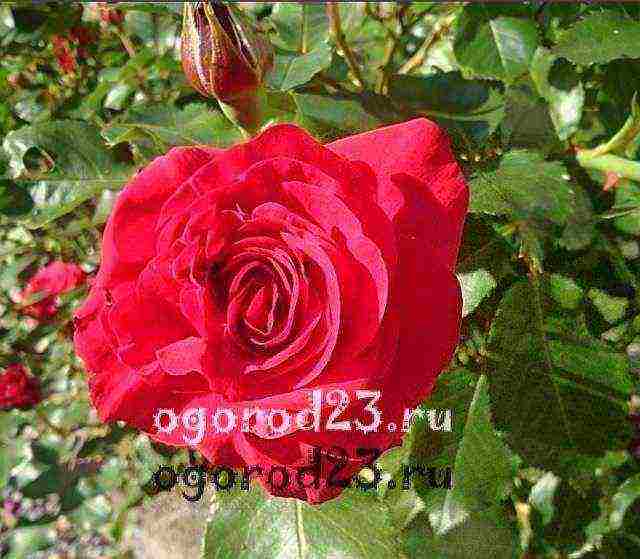 أفضل أنواع floribunda