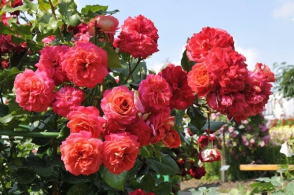 أفضل أنواع floribunda