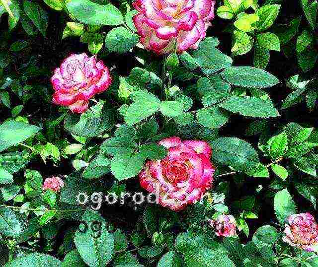 أفضل أنواع floribunda