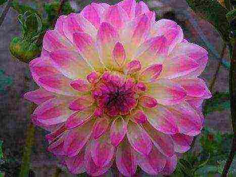 the best varieties of dahlia