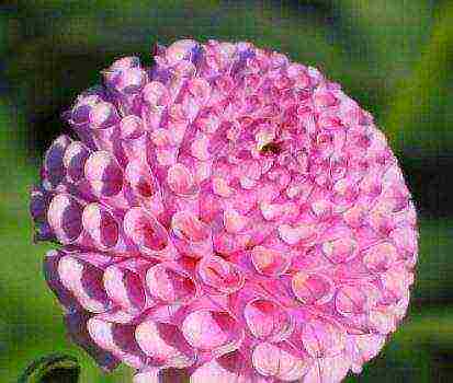 the best varieties of dahlia