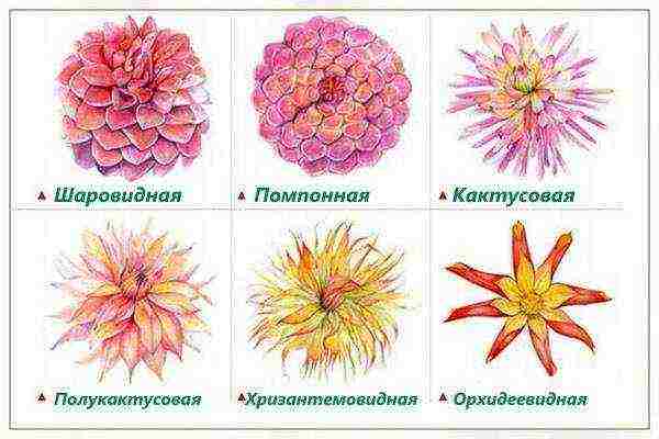 the best varieties of dahlia