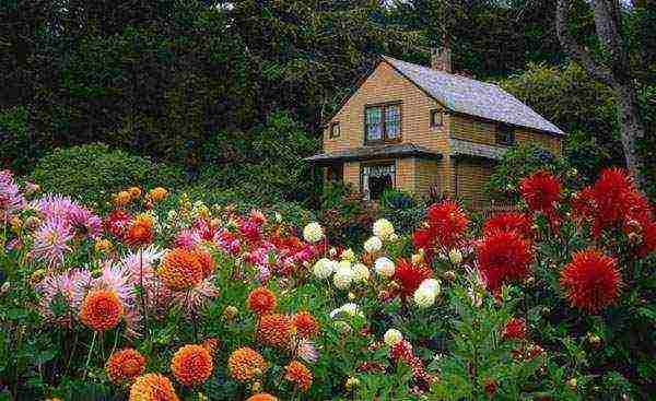 the best varieties of dahlia