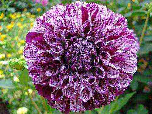 the best varieties of dahlia