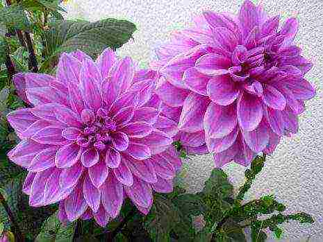 the best varieties of dahlia