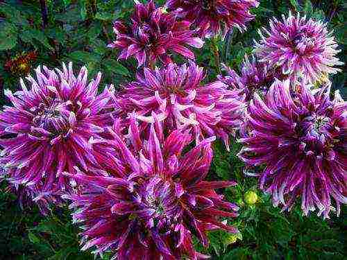 the best varieties of dahlia