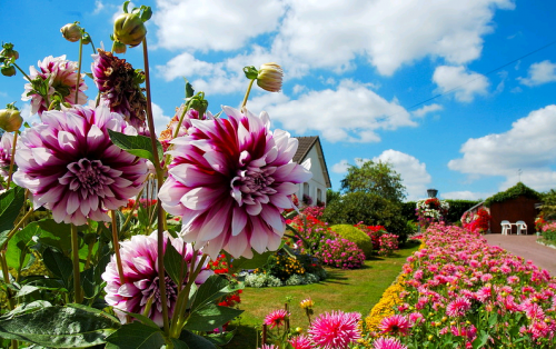 the best varieties of dahlia