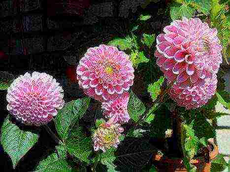 the best varieties of dahlia