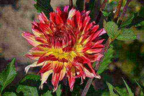 the best varieties of dahlia