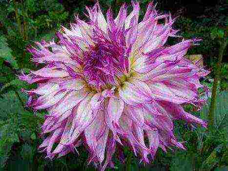 the best varieties of dahlia