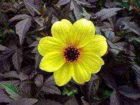 the best varieties of dahlia