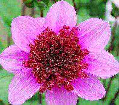 the best varieties of dahlia