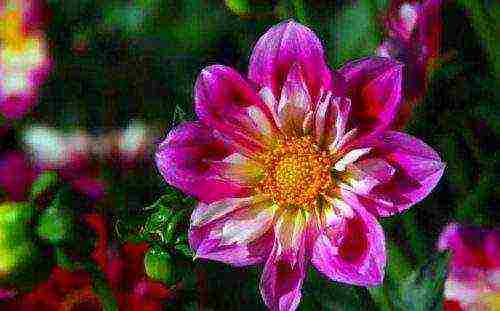 the best varieties of dahlia