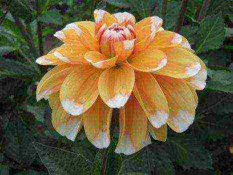 the best varieties of dahlia