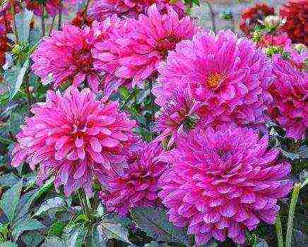 the best varieties of dahlias