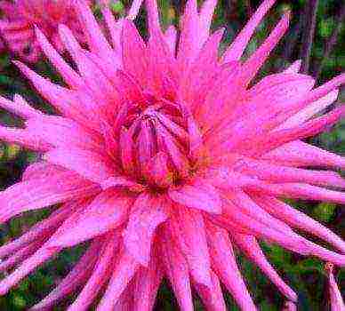 the best varieties of dahlias