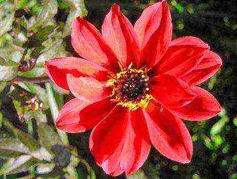 the best varieties of dahlias