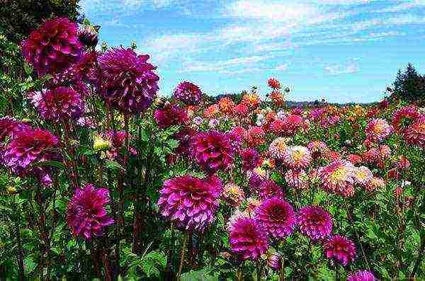 the best varieties of dahlias